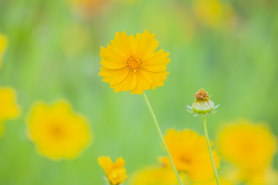 金鸡菊