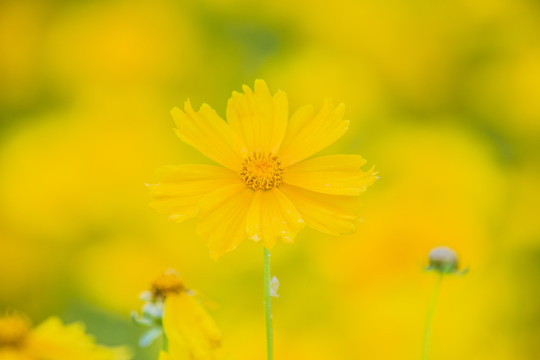 金鸡菊