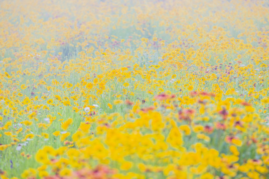 金鸡菊