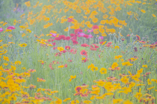 金鸡菊