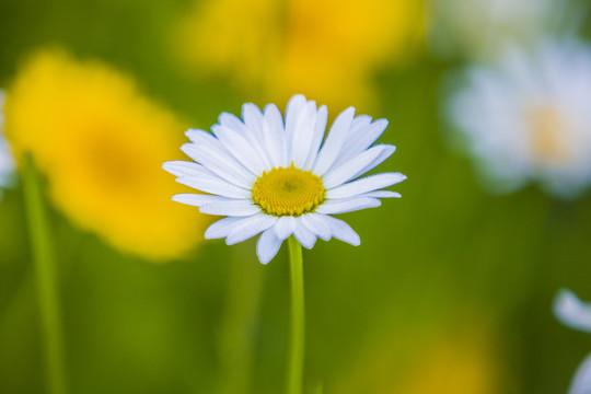 雏菊