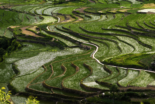 凤堰古梯田