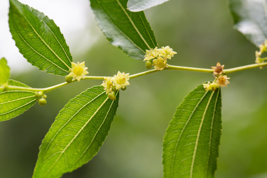 枣花