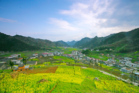 湖北油菜BE