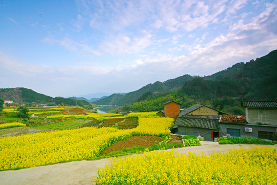 湖北油菜BK