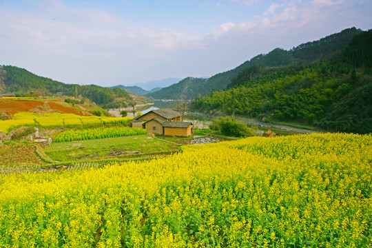 湖北油菜BT