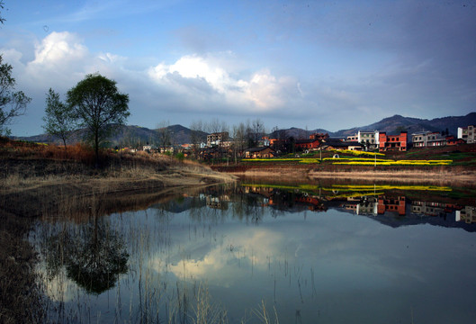 湖北油菜CK