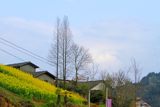 湖北油菜H