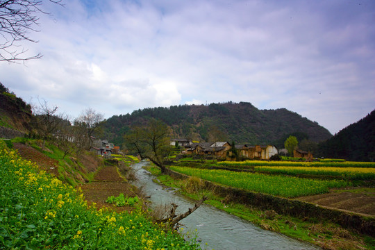 湖北油菜M