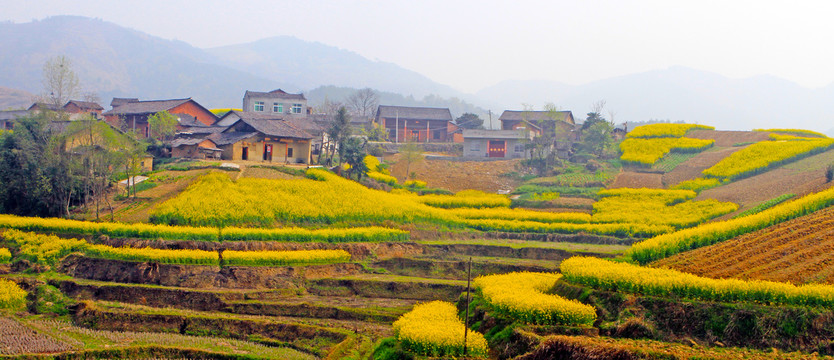 龙坝油菜花BN