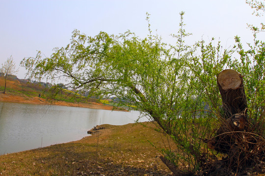 龙坝油菜花DE