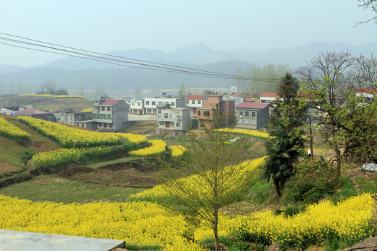 龙坝油菜花BR