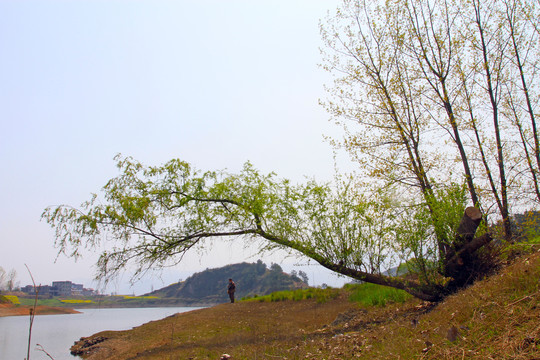 龙坝油菜花DG