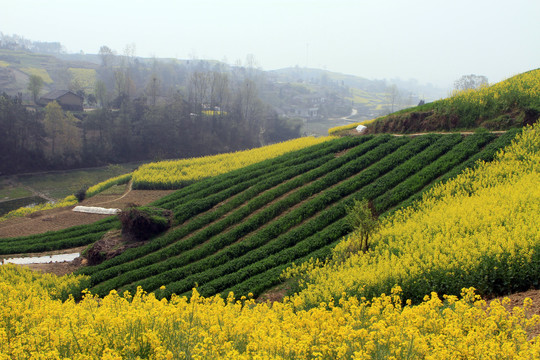 龙坝油菜花BT