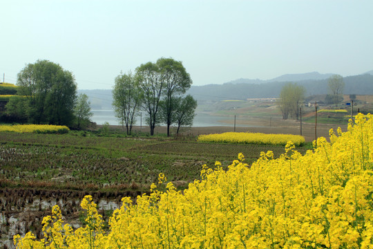 龙坝油菜花CE