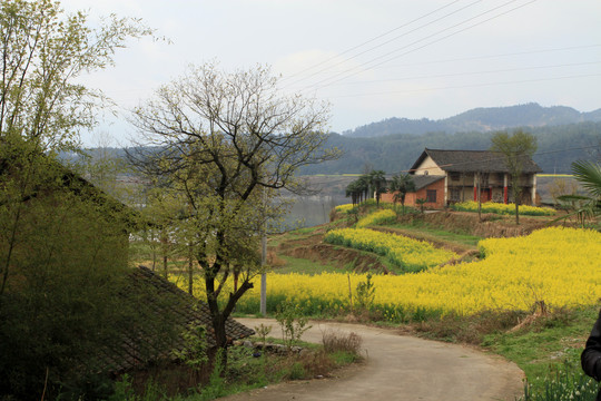 龙坝油菜花P