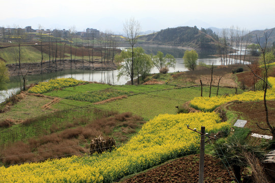 龙坝油菜花V