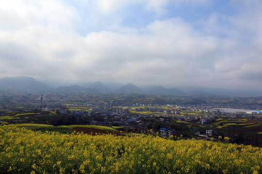 龙坝油菜花B