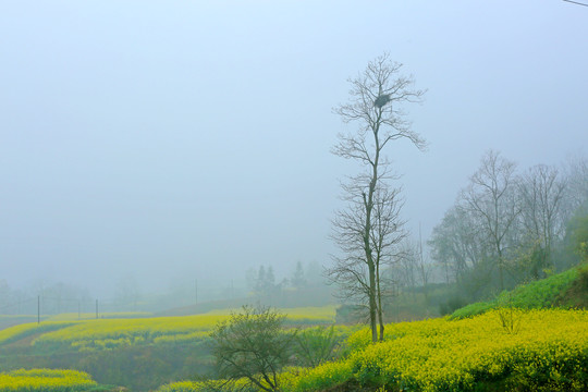 龙坝油菜花BI