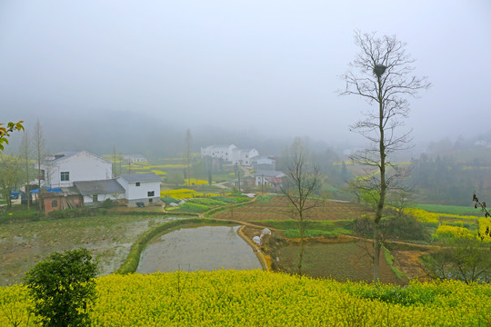 龙坝油菜花BJ