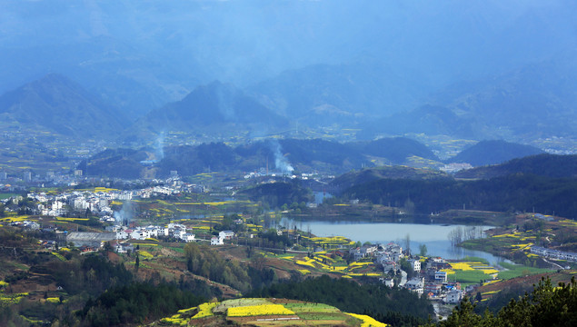 龙坝油菜花L