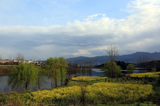 龙坝油菜花M