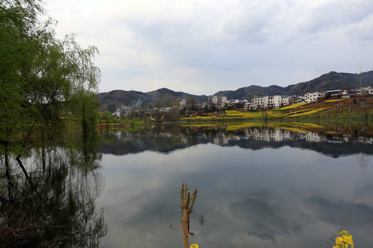 龙坝油菜花U