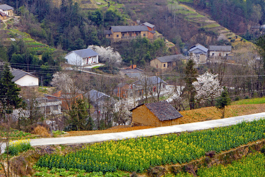 龙坝油菜BN