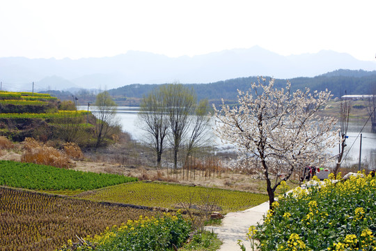 龙坝油菜C