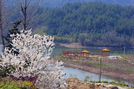 龙坝油菜G