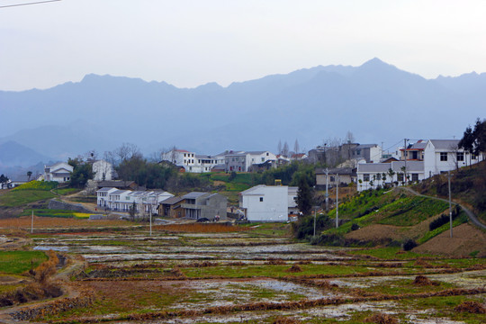 龙坝油菜R