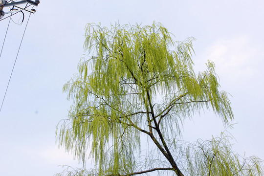 龍湖春天A