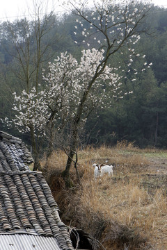 龙湖春天CA