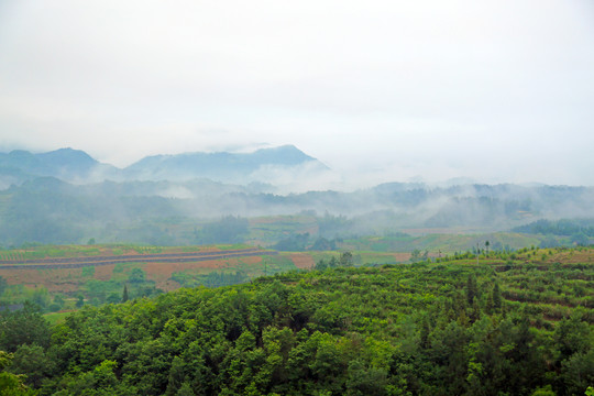 龙坝云雾BB