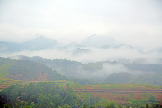 龙坝云雾BN