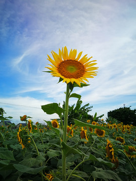 一枝花