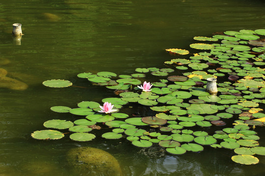 莲花