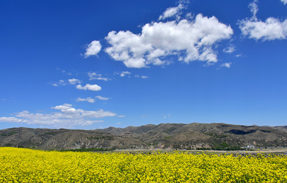 乡村油菜花