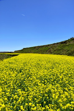 乡村油菜花