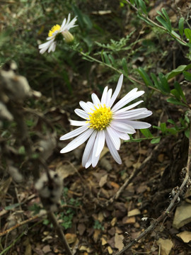 野菊花