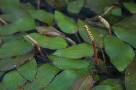 眼子菜