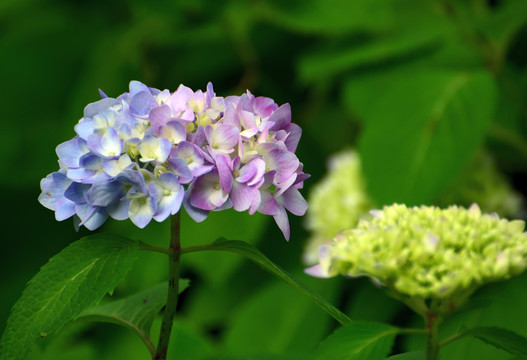 绣球花