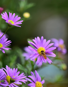 荷兰菊上的小蜜蜂