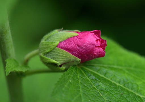 蜀葵花苞