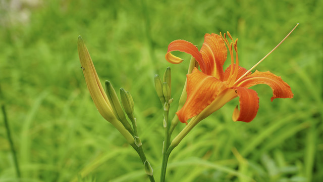 金针花