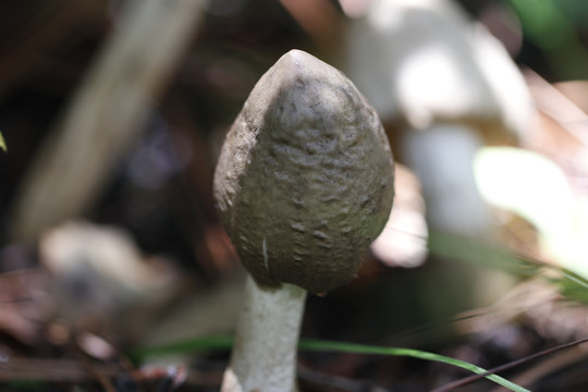 云南野生菌鸡枞菌食用菌