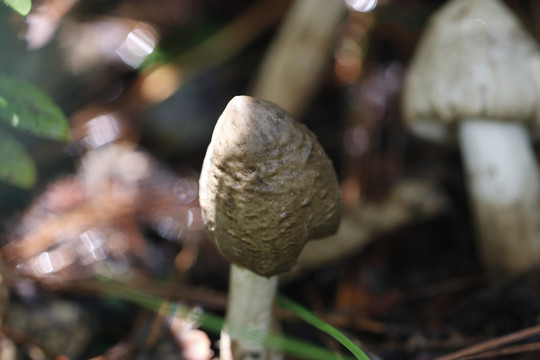 云南野生菌鸡枞菌