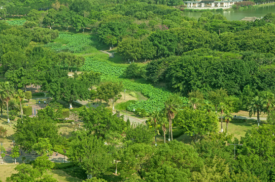 晋江绿洲公园风景