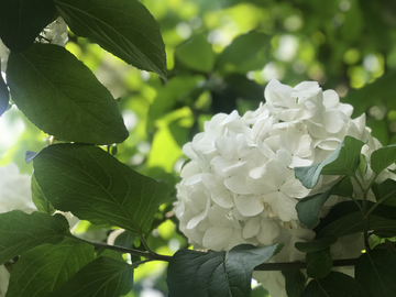 漂亮的大绣球花