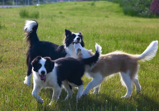 三只牧羊犬